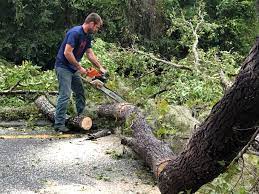 Best Tree Removal  in Sumas, WA