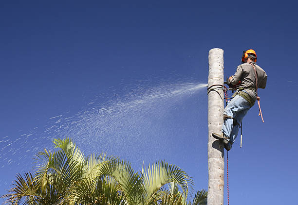 Best Pest Control for Lawns  in Sumas, WA