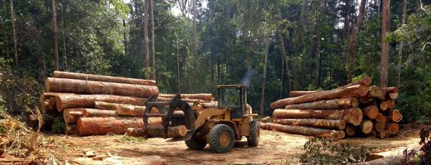 Best Firewood Processing and Delivery  in Sumas, WA