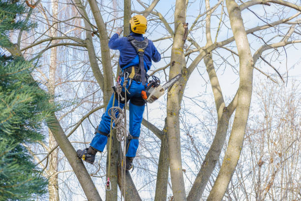 Best Seasonal Cleanup (Spring/Fall)  in Sumas, WA