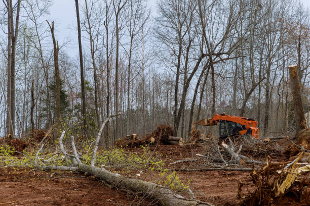 Professional Tree Care in Sumas, WA