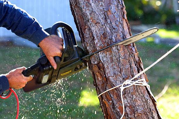 How Our Tree Care Process Works  in  Sumas, WA