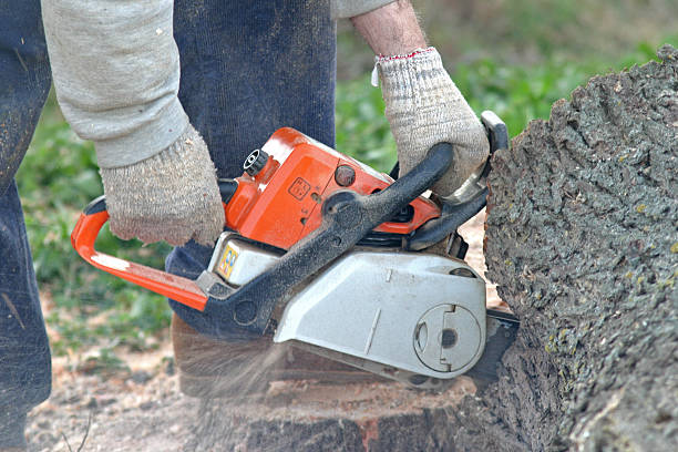 Best Storm Damage Tree Cleanup  in Sumas, WA