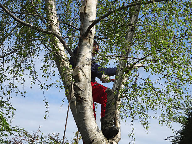 Best Fruit Tree Pruning  in Sumas, WA