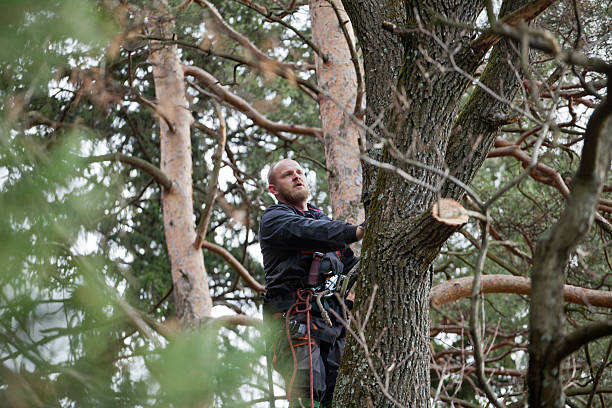  Sumas, WA Tree Care Pros